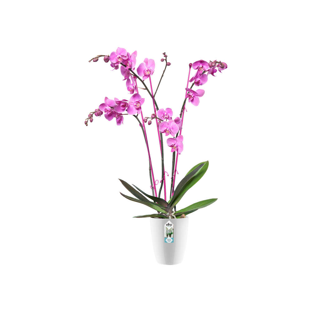Brussels Diamond Orchidee Hoog 10,5