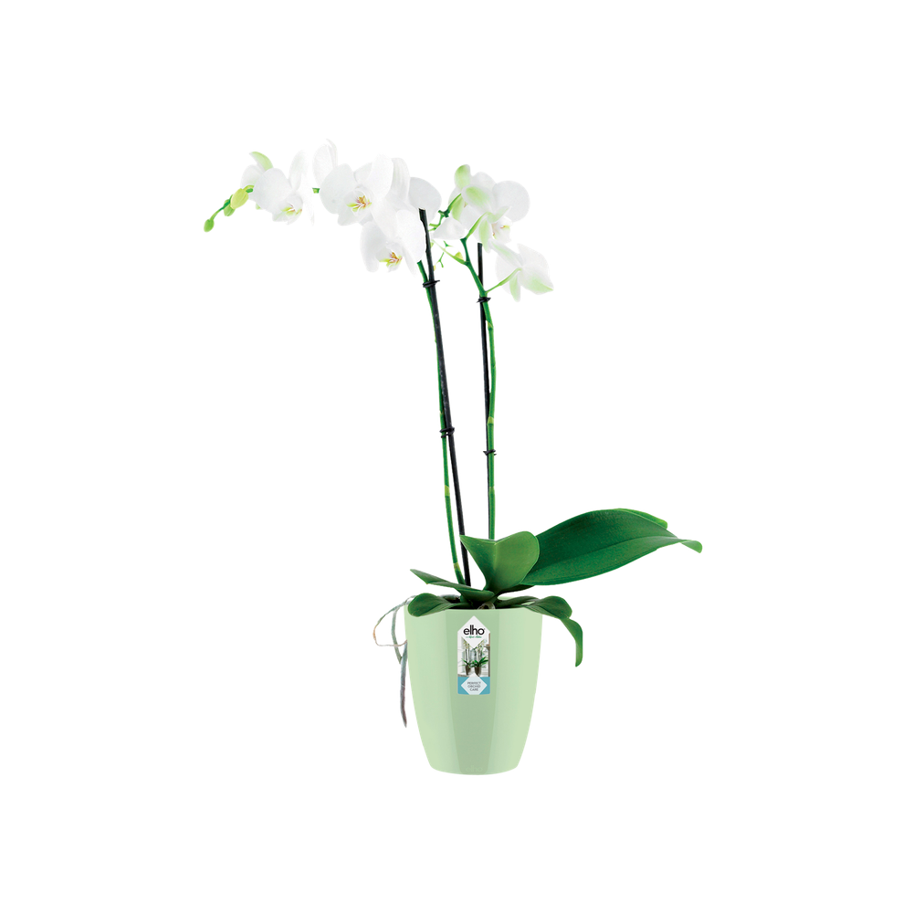 Brussels Diamond Orchidee Hoog 10,5