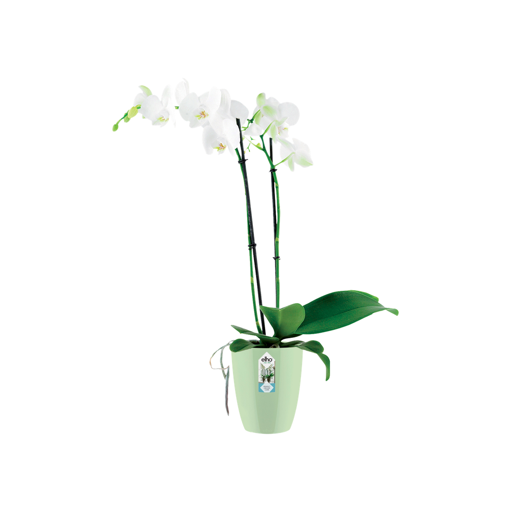 Brussels Diamond Orchidee Hoog 12,5
