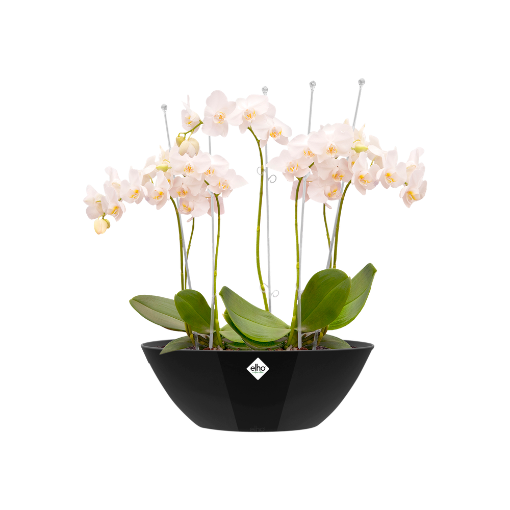 Brussels Diamond Ovaal 36