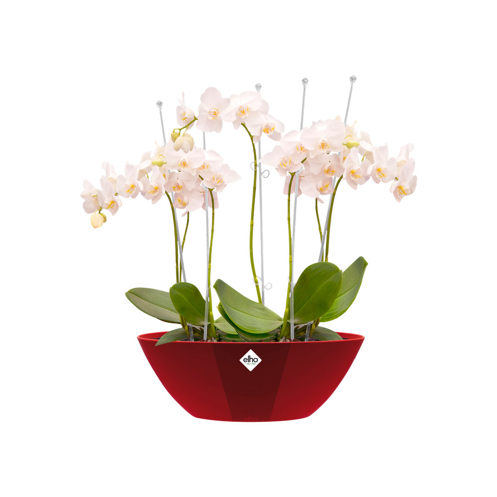 Brussels Diamond Ovaal 36