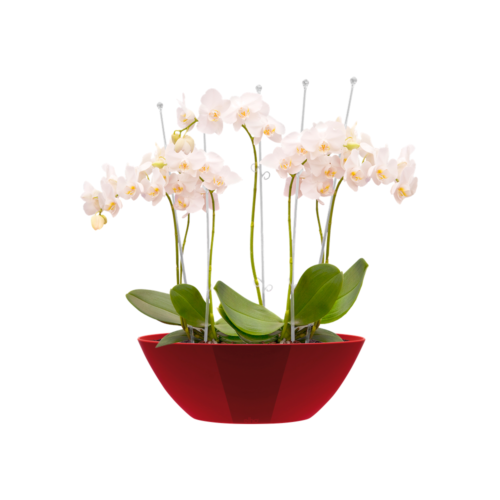 Brussels Diamond Ovaal 46