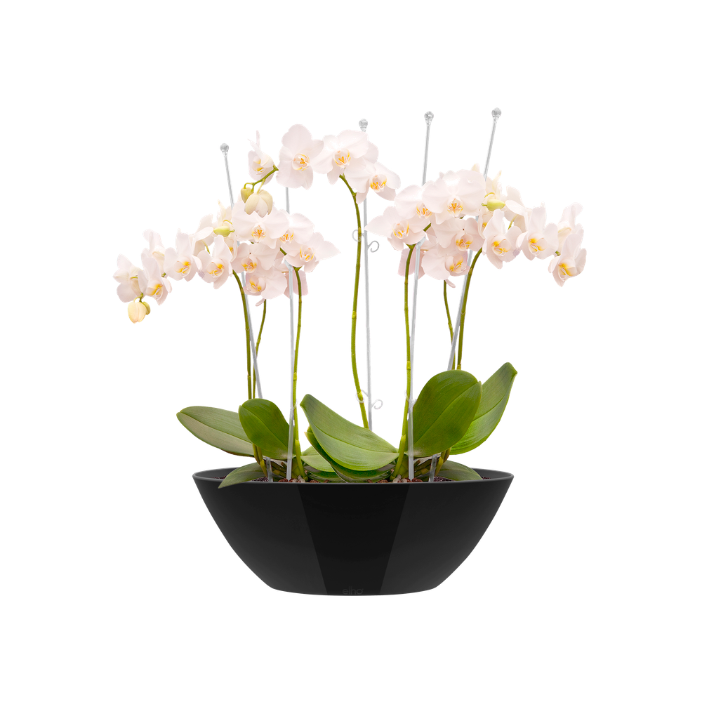 Brussels Diamond Ovaal 36