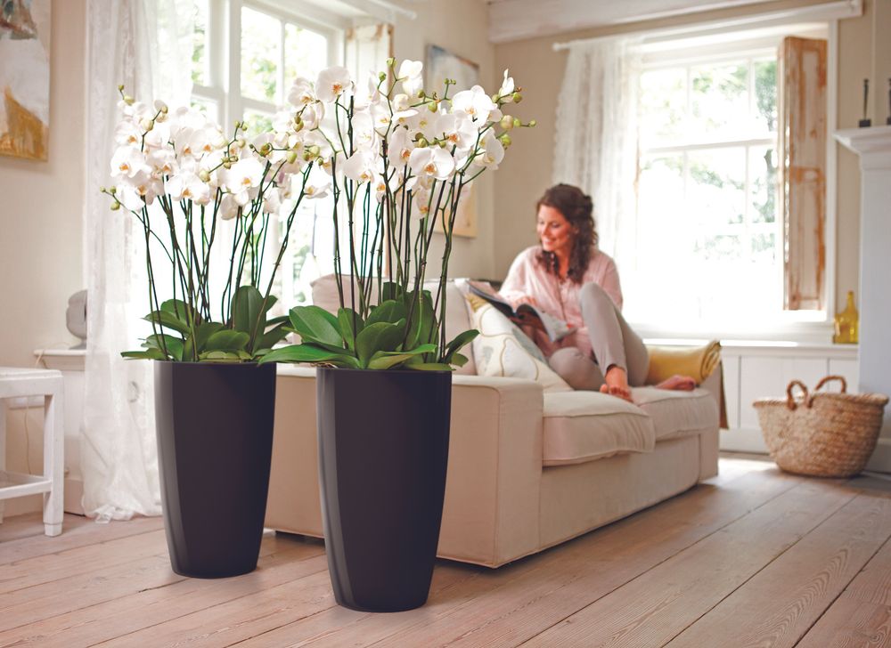 Brussels Diamond Rond Hoog 32