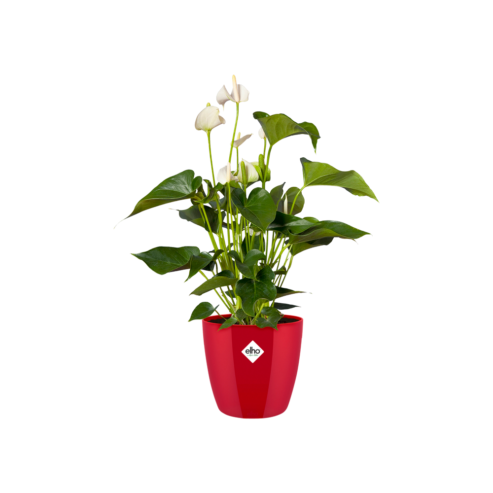 Brussels Diamond Rond 22