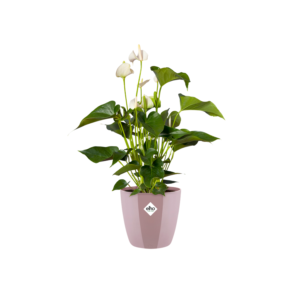 Brussels Diamond Rond 14