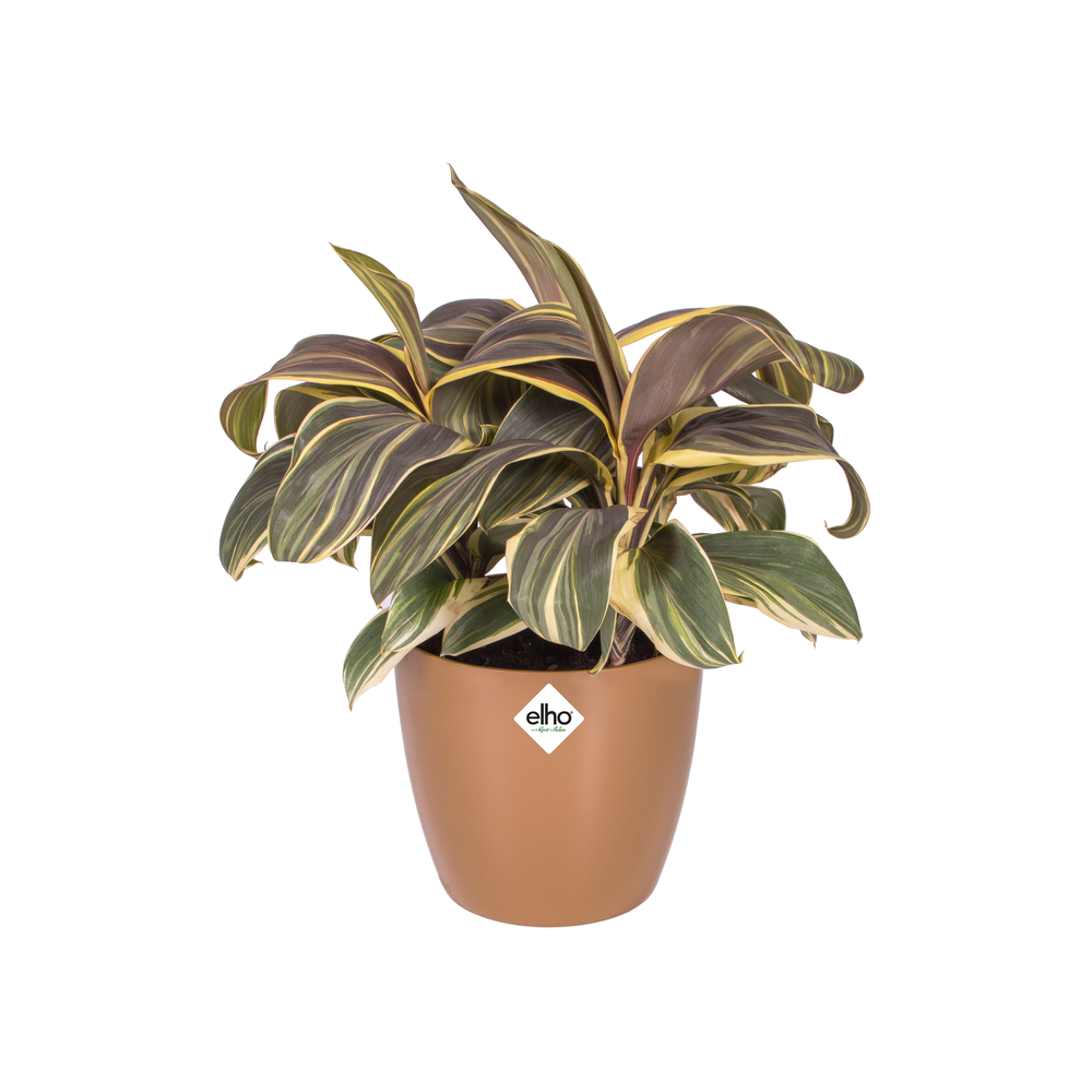 Brussels Diamond Rond 16