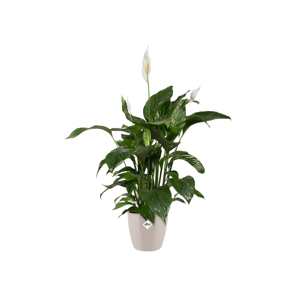 Brussels Diamond Rond 16