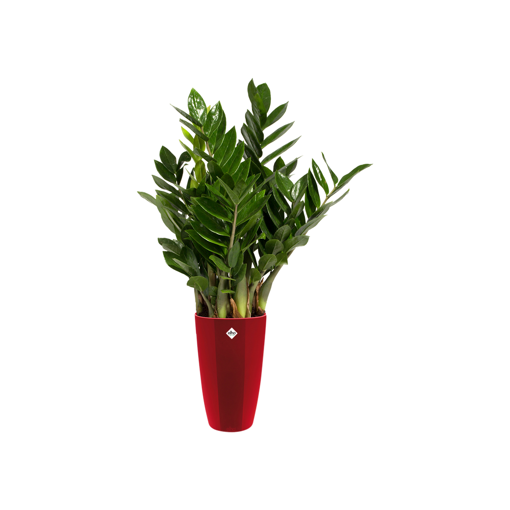 Brussels Diamond Rond Hoog 32