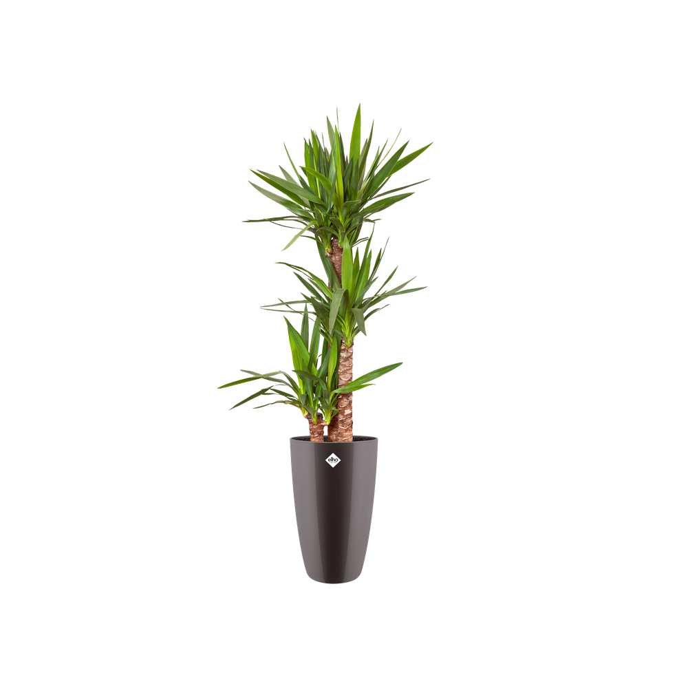 Brussels Diamond Rond Hoog 32