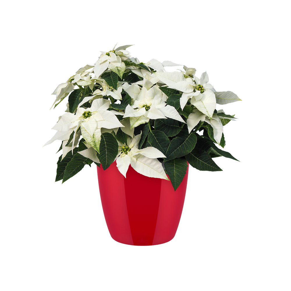 Brussels Diamond Rond 16