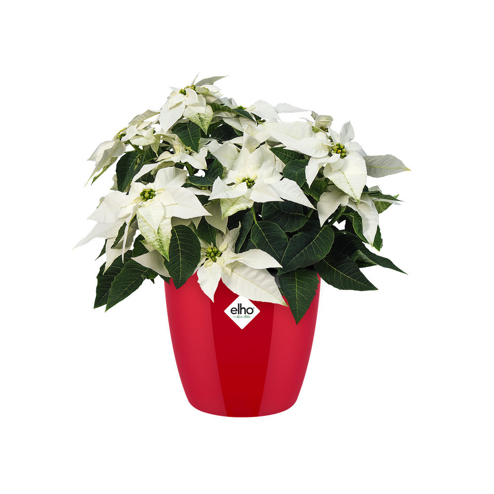 Brussels Diamond Rond 30