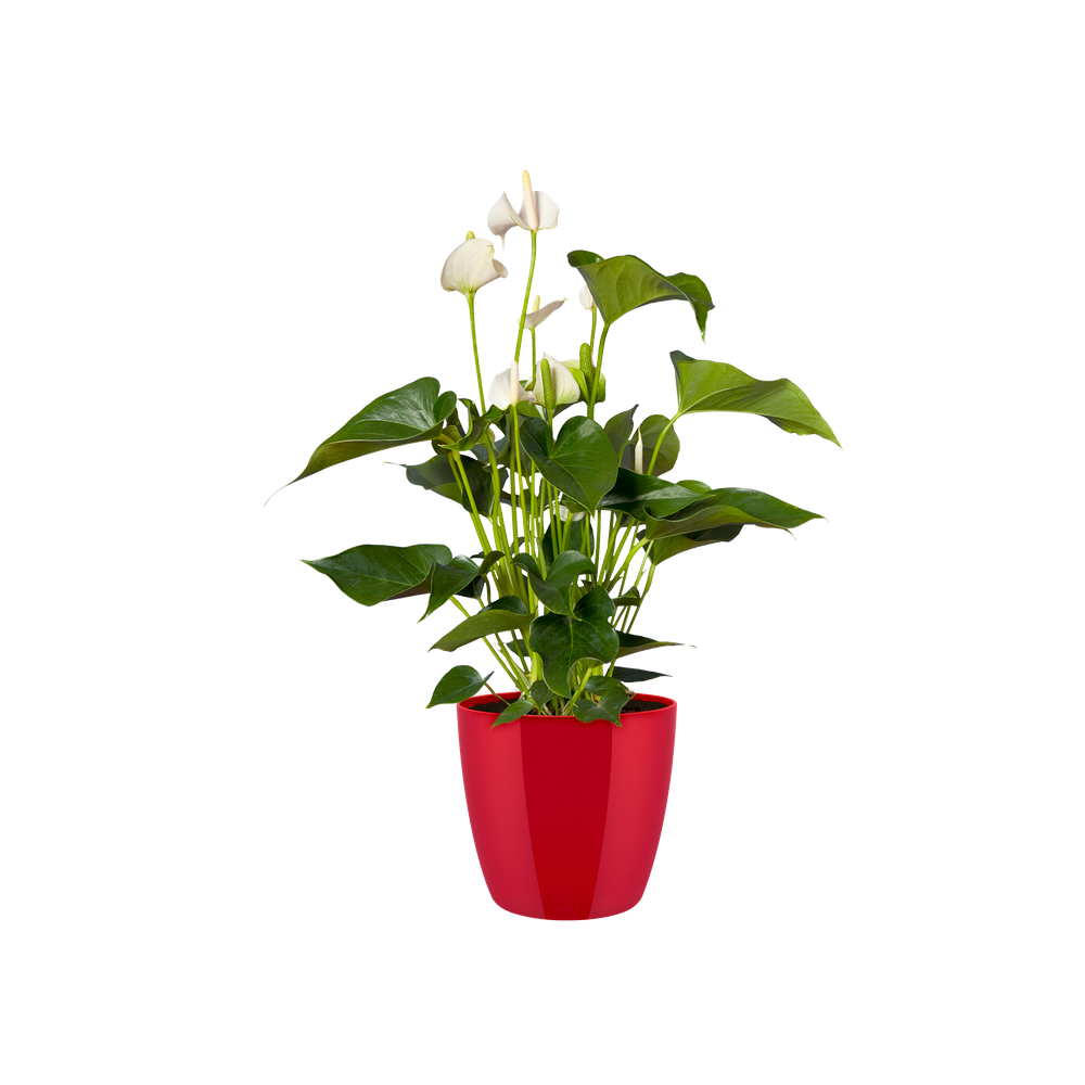 Brussels Diamond Rond 30