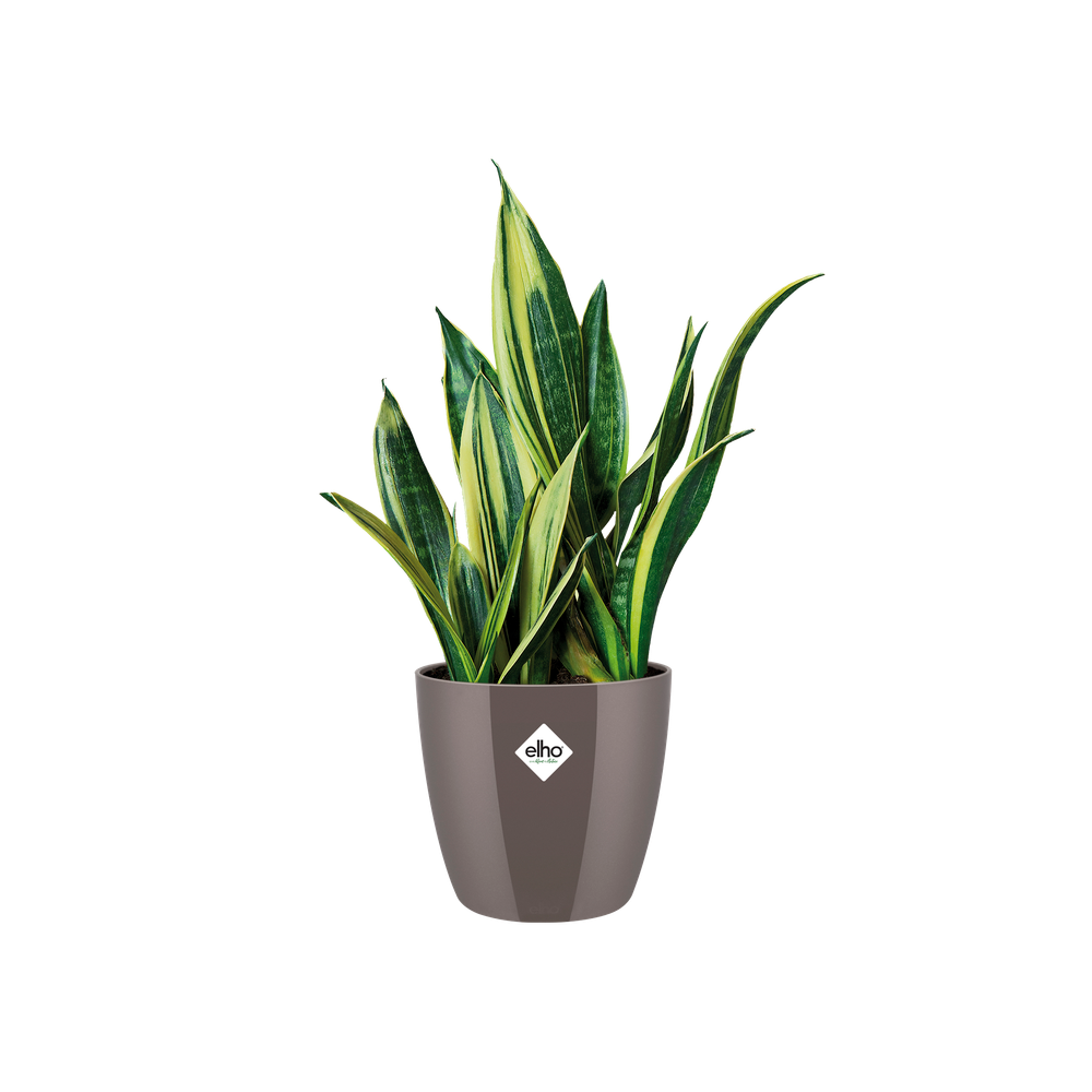 Brussels Diamond Rond 14