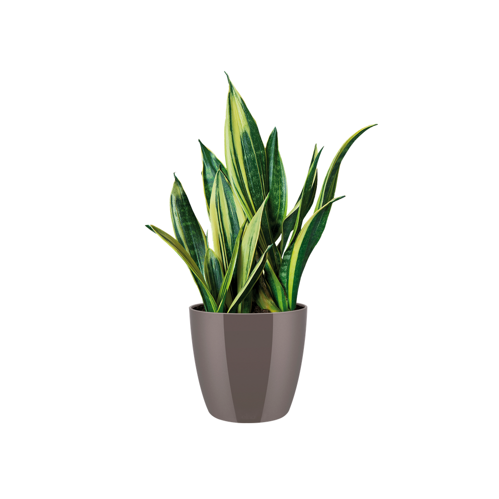 Brussels Diamond Rond 30