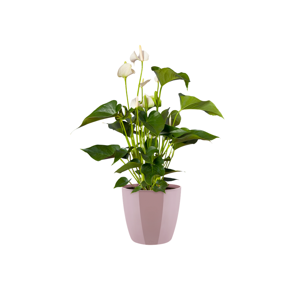 Brussels Diamond Rond 14