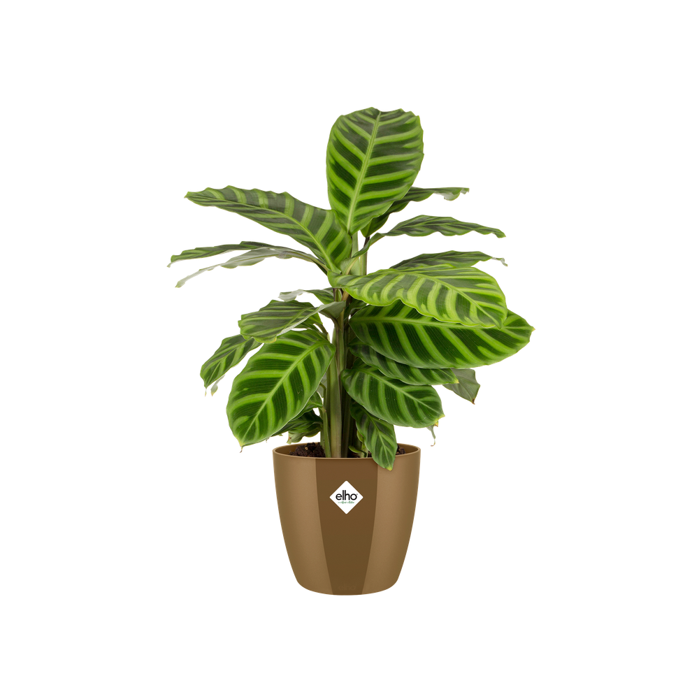 Brussels Diamond Rond 14