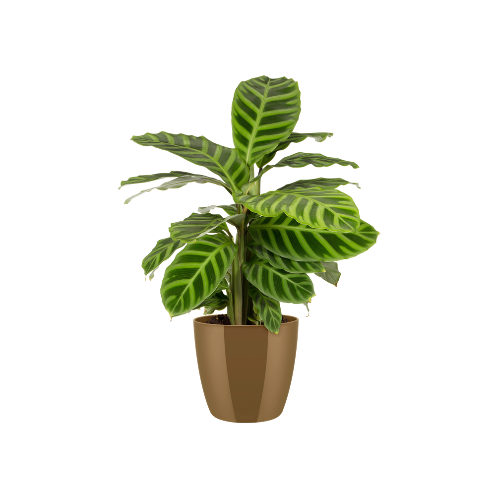 Brussels Diamond Rond 16