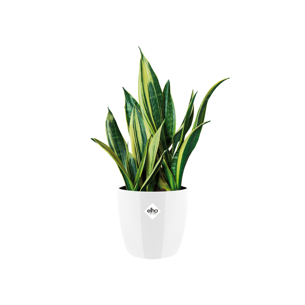 Brussels Diamond Rond 30