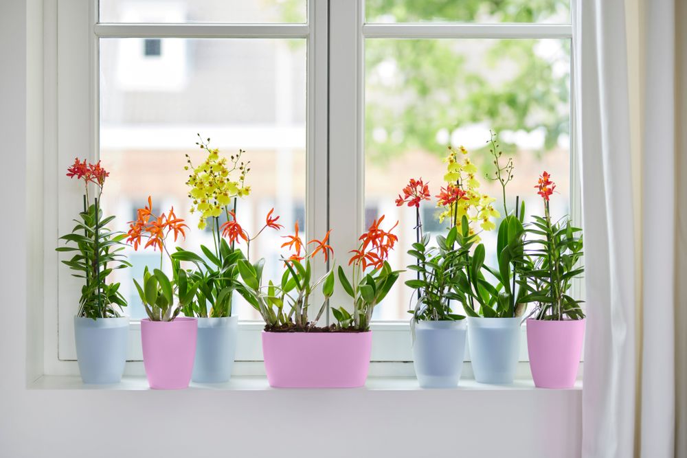 Brussels Orchidee Duo 25