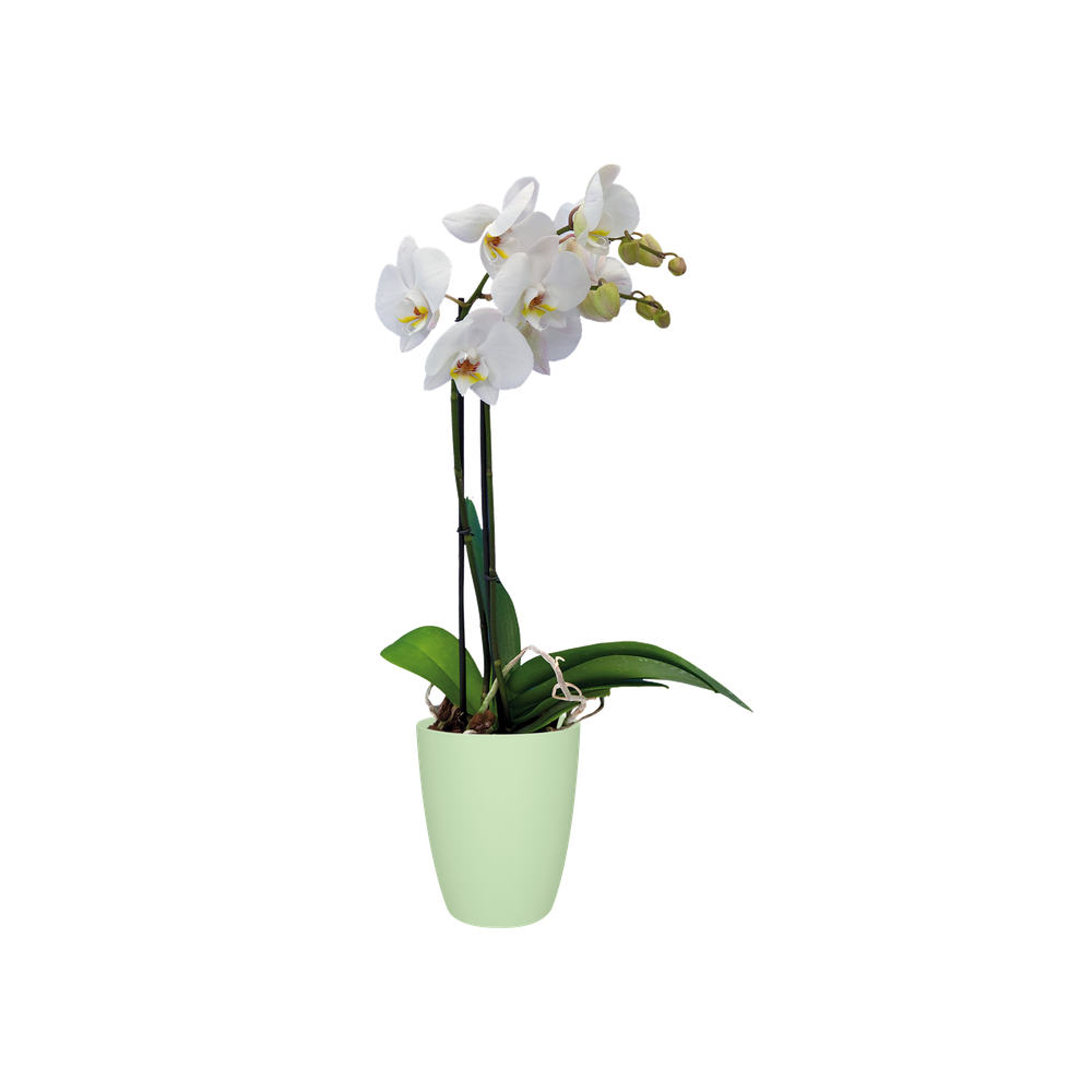 Brussels Orchidee Hoog 12,5
