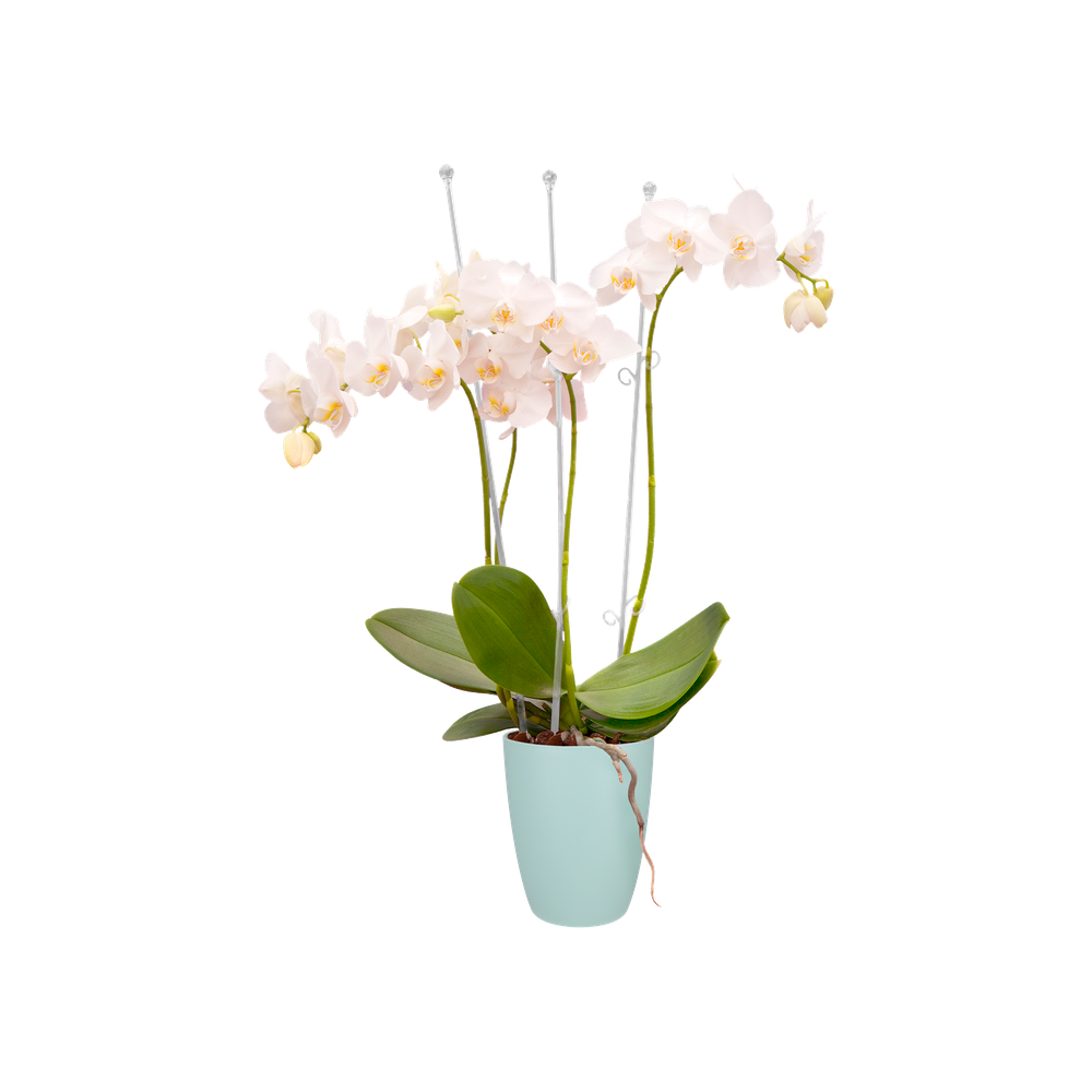 Orchideco Elegant 55