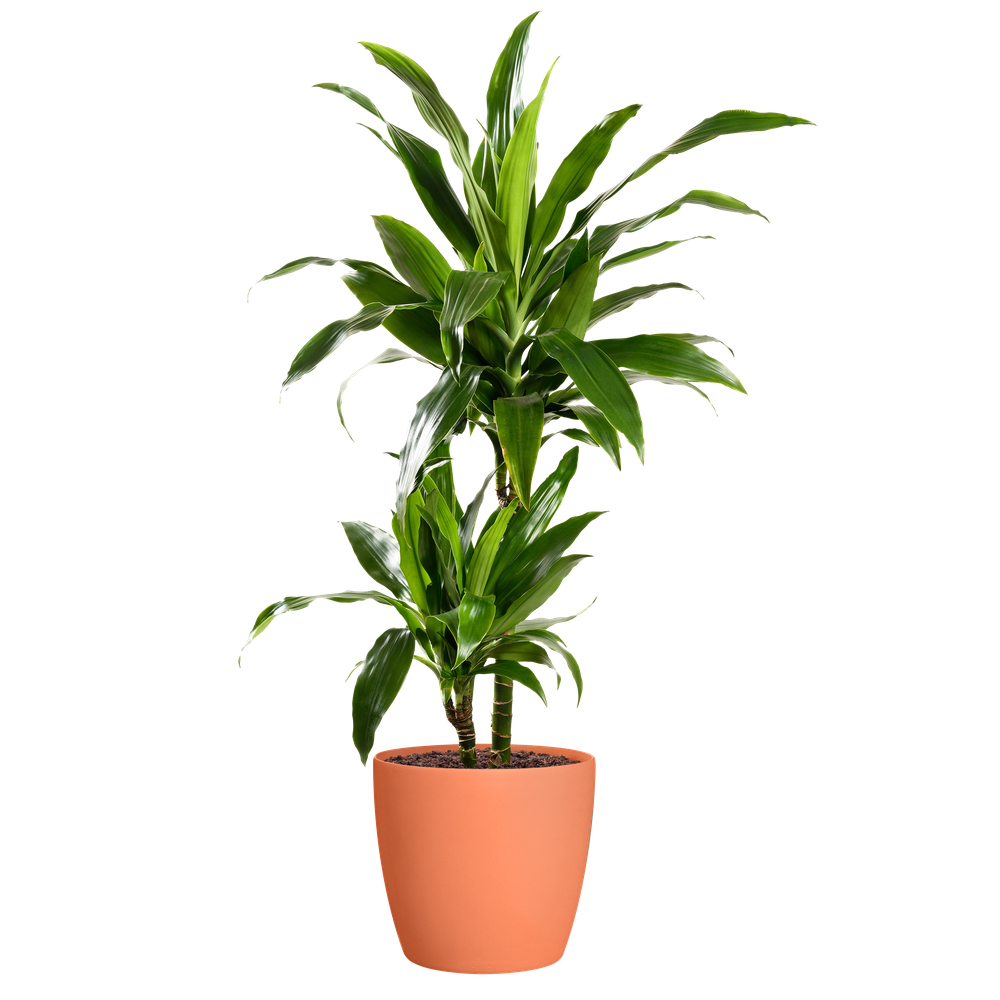 Brussels Rond Wielen 35