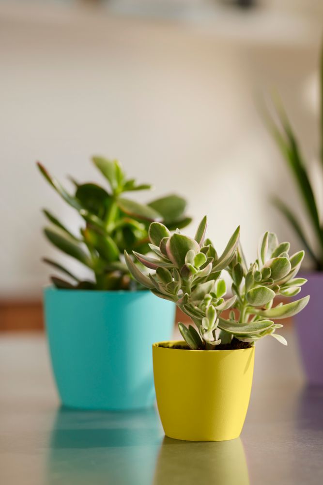 Brussels Rond Mini 7