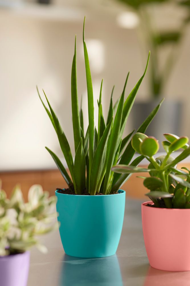 Brussels Rond Mini 10,5