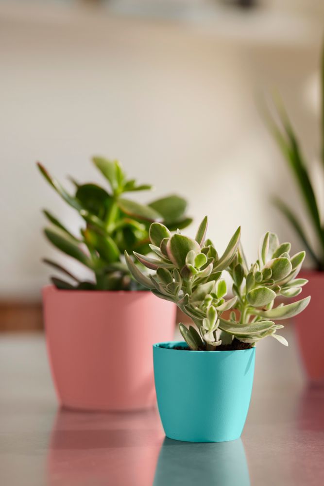 Brussels Rond Mini 10,5