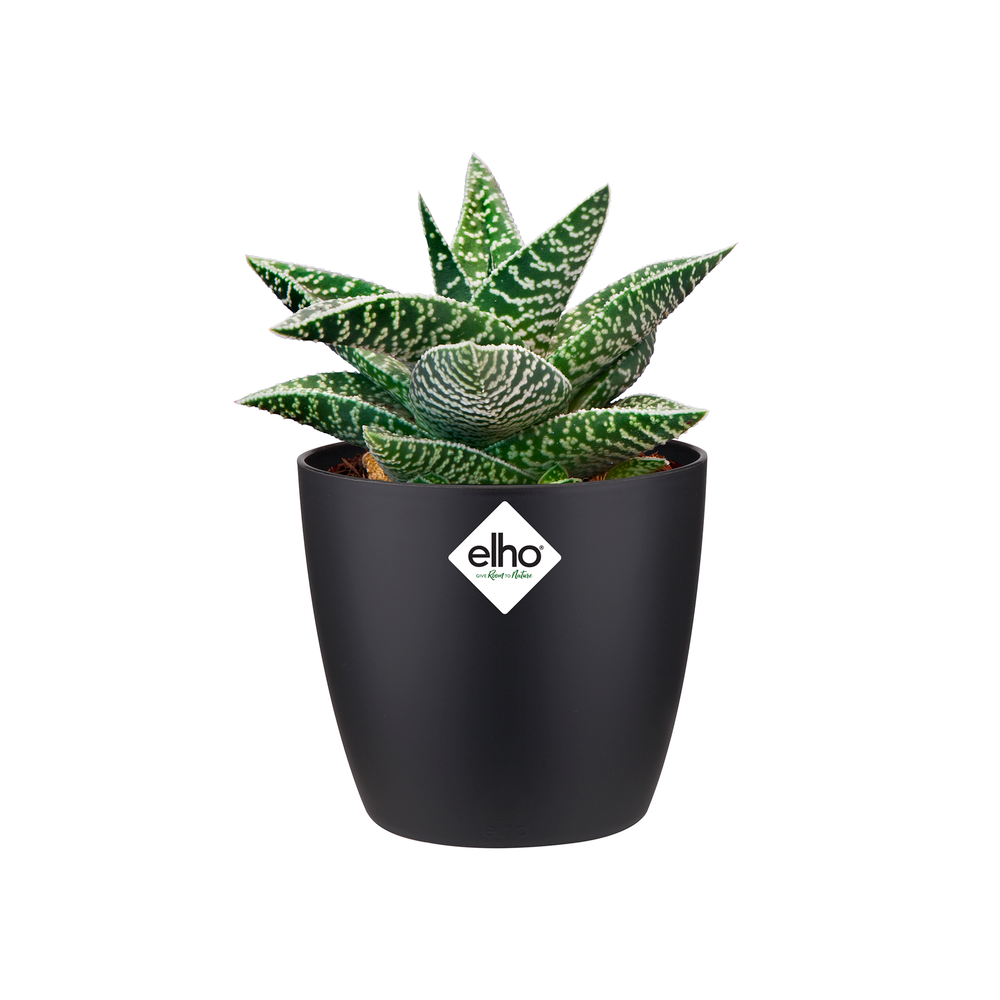 Brussels Rond Mini 7