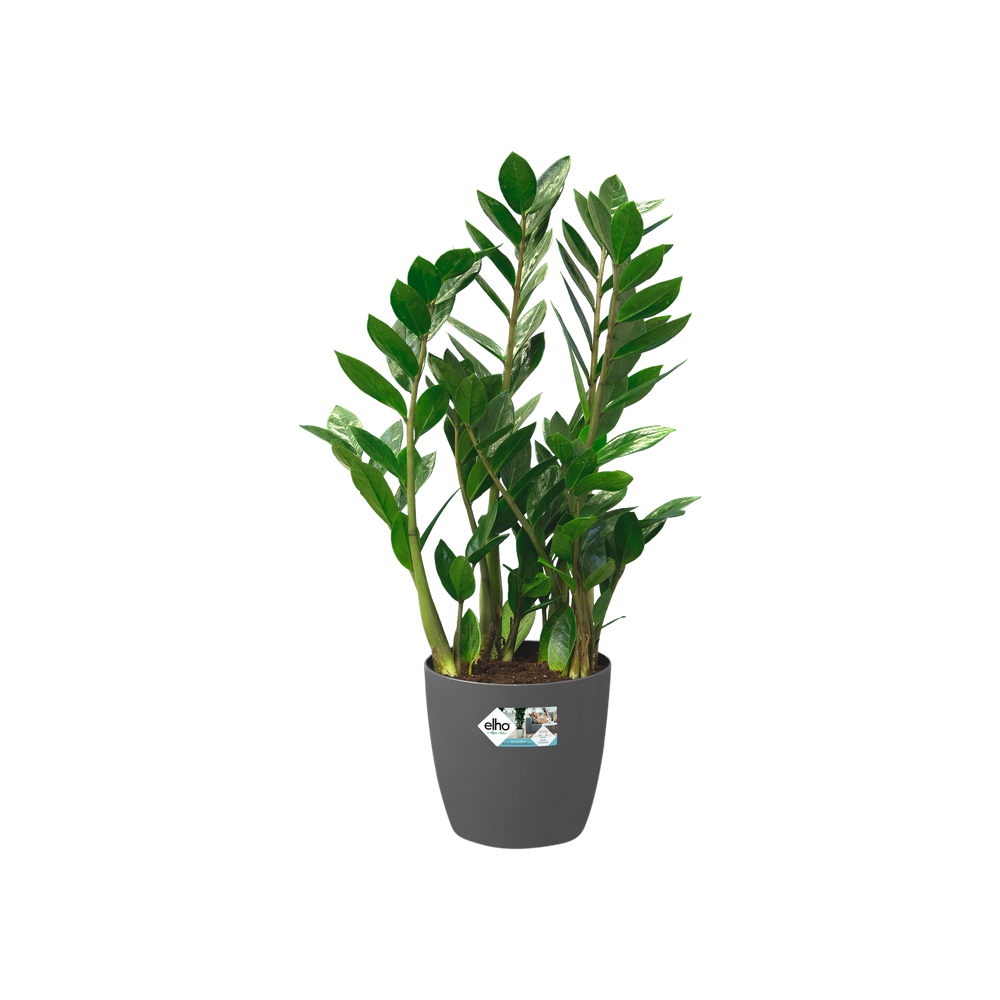 Brussels Rond Wielen 47