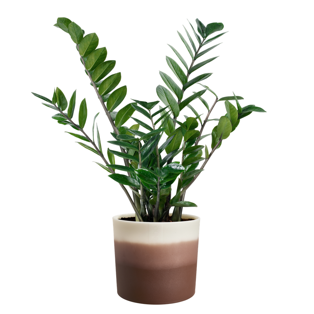 Colour Gradient Rond 16