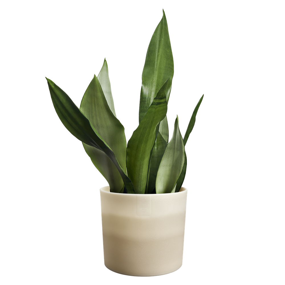 Colour Gradient Rond 16