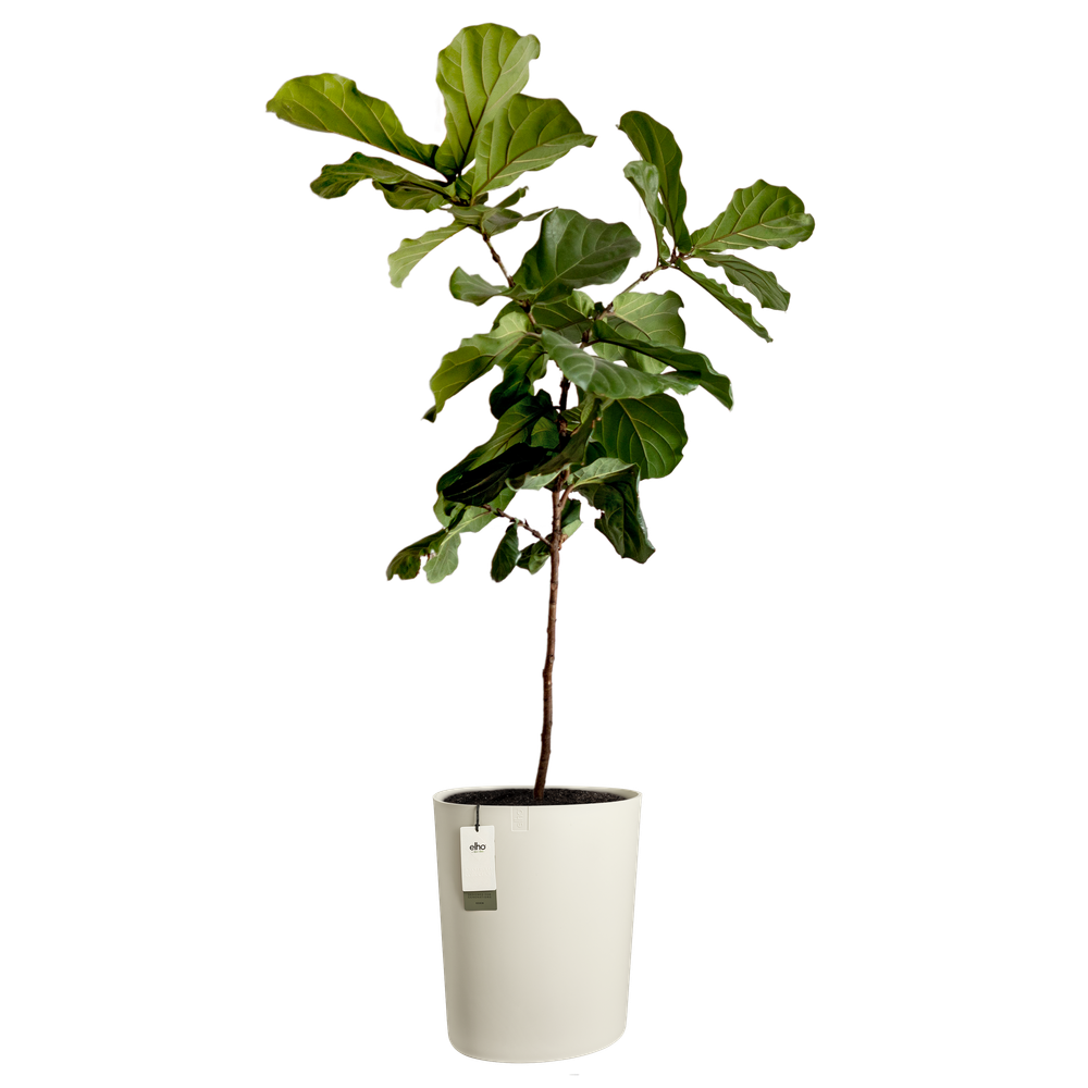 Eden Aquacare High 40