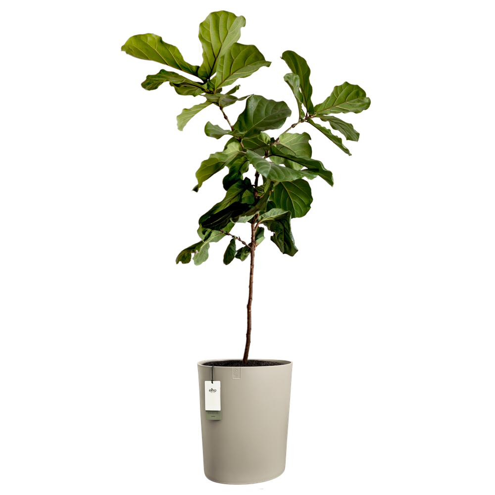 Eden Aquacare High 40