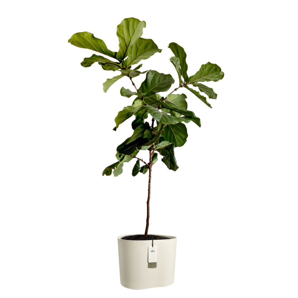 Eden Aquacare Low 40