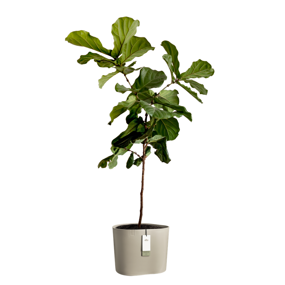 Eden Aquacare Low 40