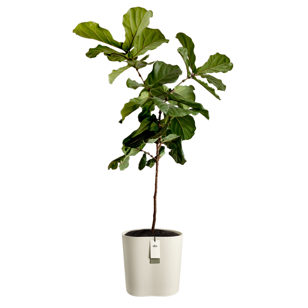 Eden Aquacare Medium 40