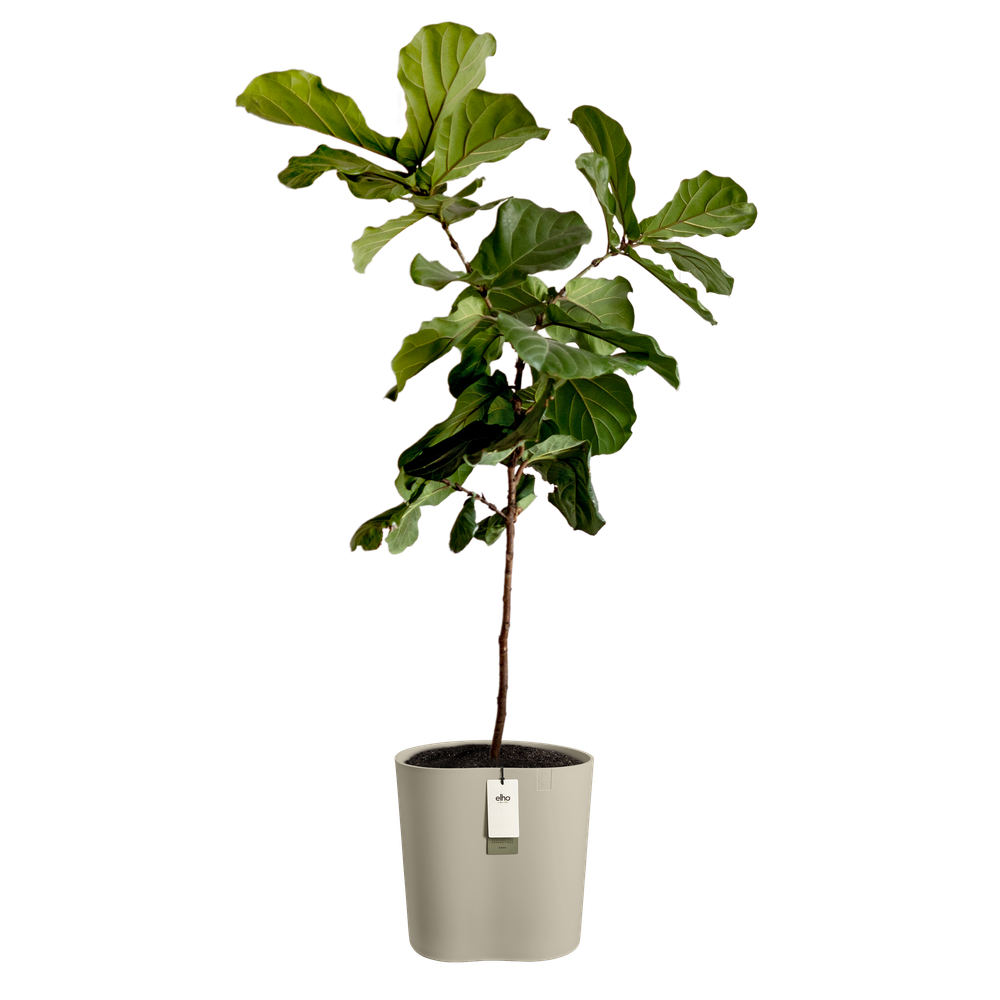 Eden Aquacare Medium 40