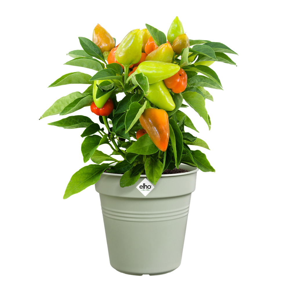 Green Basics Kweekpot 19