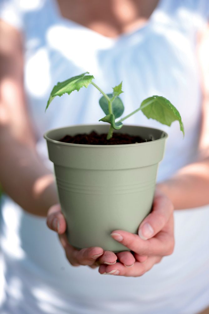 Green Basics Kweekpot 19