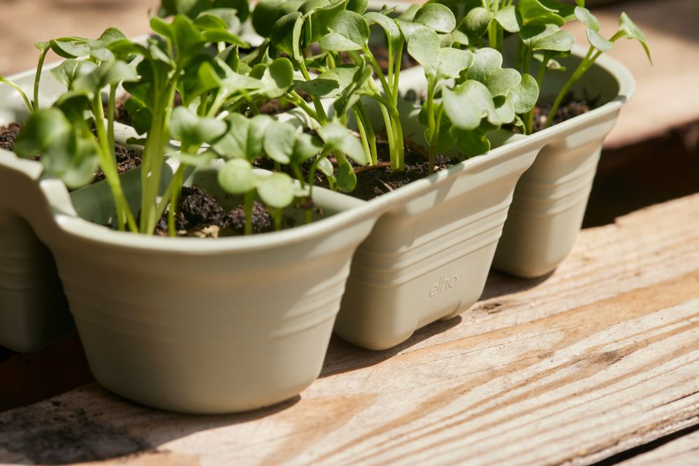 BNDL Gb Gyo Set S + Plantlabels