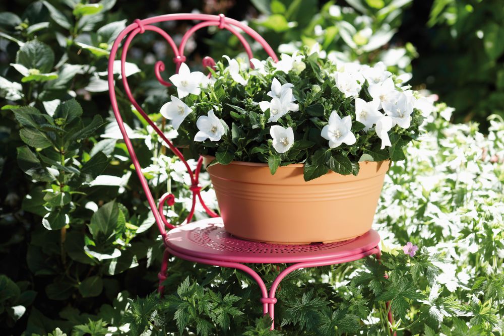 Green Basics Schaal 33