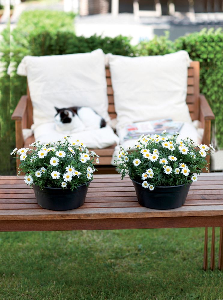 Green Basics Schaal 38