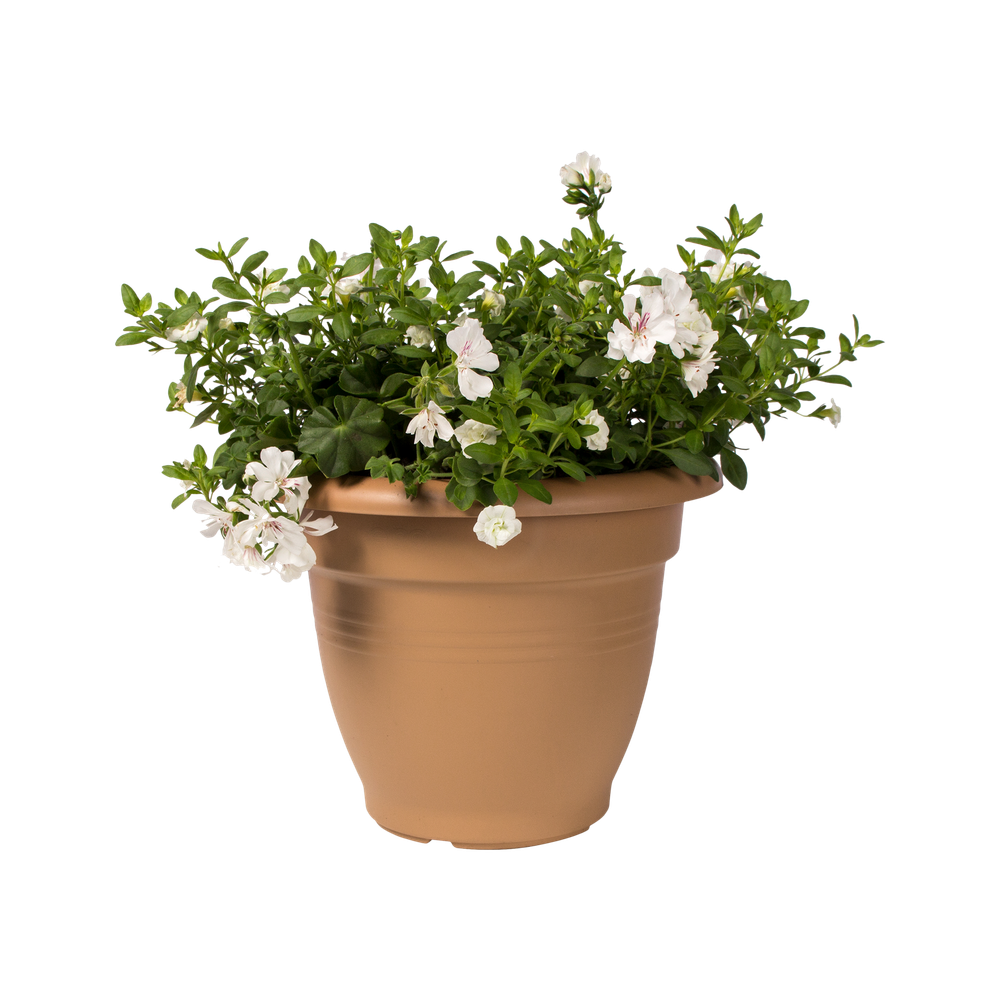 Green Basics Campana 40