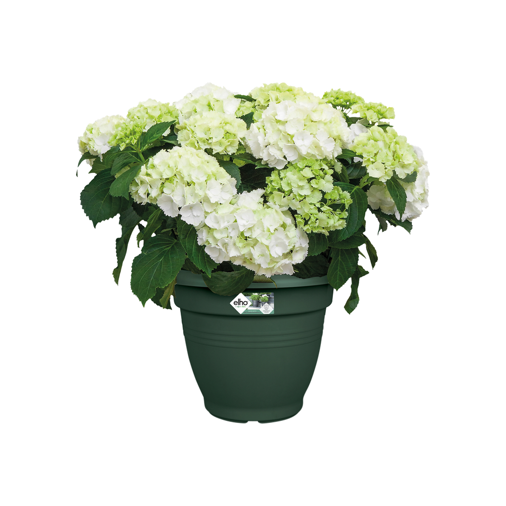 Green Basics Campana 50
