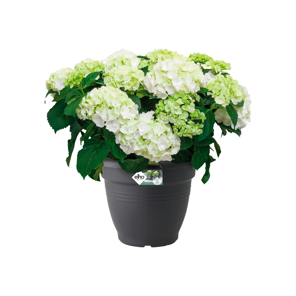 Green Basics Campana 50