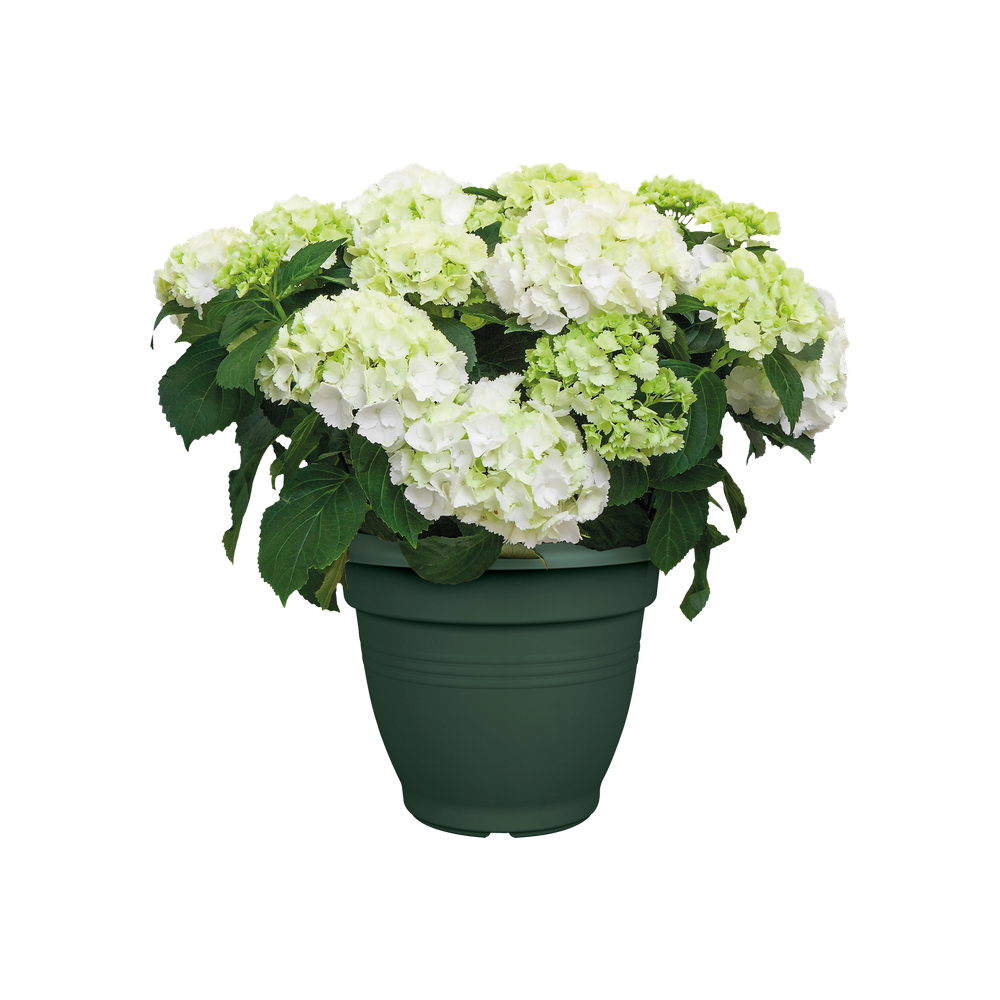 Green Basics Campana 30