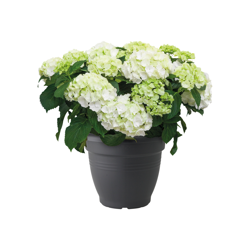 Green Basics Campana 40